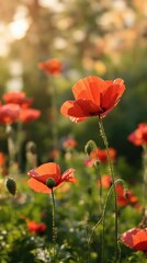 Fototapeta premium The delicate petals of the red poppies are highlighted against a soft focus background in a serene summer scene, flower details, close-up, soft focus