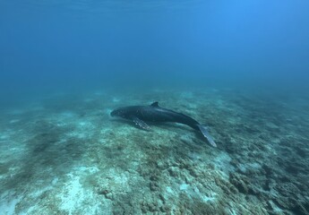 Naklejka premium Majestic Humpback Whale Swimming Gracefully Beneath Clear Blue Ocean Waters Over Vibrant Coral Reef Ecosystem in Tropical Marine Environment