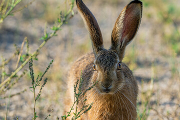 zając szarak , gray hare  © Tomek