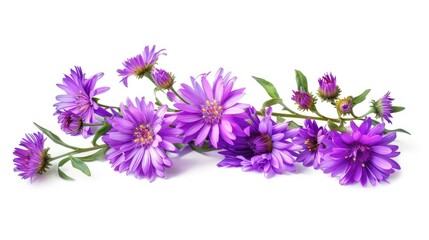 Obraz premium Purple aster flowers isolated on white background.