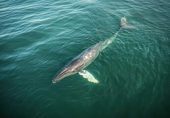 Obraz premium Majestic Whale Swimming Gracefully in Clear Blue Ocean Waters Captured from Above, Showcasing Nature’s Beauty and the Serenity of Marine Life