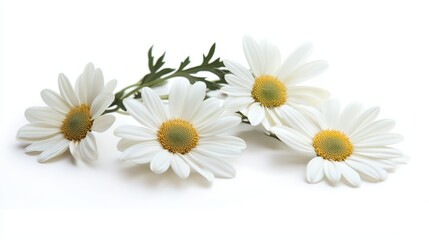  a bunch of white daisies with yellow centers and green leaves on a white background