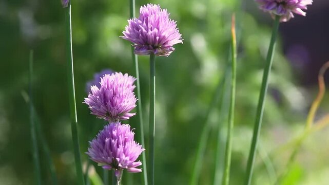 Three vibrant purple chive flowers standing tall in sunlight, surrounded by green stems and a soft blurred background
