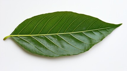 Obraz premium a green leaf on a white background The leaf is vibrant and lush, with a glossy sheen that reflects the light Its veins are visible, and its edges are slightly cur