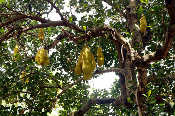 jackfruit hanged on its own tree, is a species of tree in the fig, mulberry, and breadfruit family