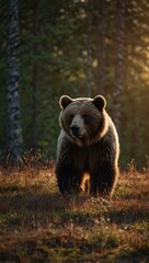 Brown bear in a Finnish clearing at sunset.