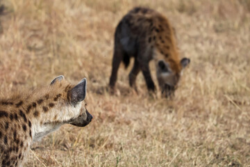 Hyenas in the Savannah 