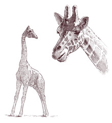 Sketches of cute african giraffe cub, animal portrait,  realistic hand drawn vector illustration isolated on white