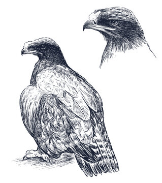recommend clip art: Sketches of eagle bird sitting and watching, profile portrait, realistic hand drawn illustration isolated on white