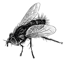 Sketches of one black fly closeup, realistic hand drawn illustration isolated on white