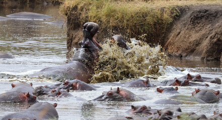 Hippo's clash in the Mara River