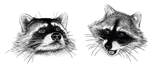 Sketches of two cute raccons heads,  animal portraits, realistic hand drawn illustration isolated on white