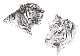 Sketches of two roaring tigers heads, animal portraits, realistic hand drawn illustration isolated on white