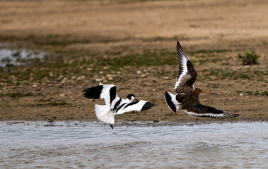 Avocet Chasing a Godwit