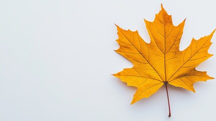 Fototapeta premium a single yellow maple leaf on a white background, its vibrant color standing out against the stark contrast of the white surface