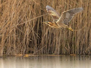 Rohrdommel fliegt