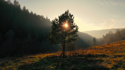 Sunlight Filtering Through Tree in Countryside. A solitary tree stands in a grassy field with the sun shining through its branches, surrounded by hills and forest.