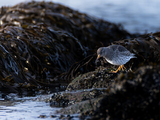 Meerstrandl&auml;ufer am Felsenstrand