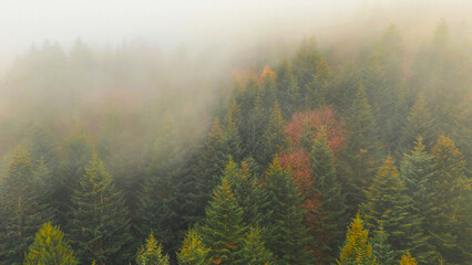 Misty Forest with Evergreen Trees in Autumn. A serene view of a dense evergreen forest cloaked in mist, with touches of autumn colors blending into the scene.