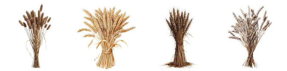Wheat Bundle &ndash; A Group of Stalks of Wheat Gathered Together After Harvesting Isolated on Clear White Background Highly Detailed 