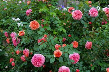 Rosa Chippendale, Music Hall, Duchess of Cornwall