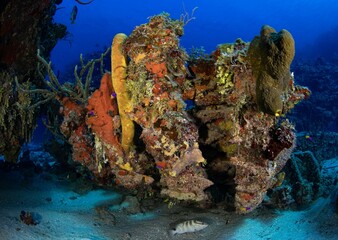 Underwater colors