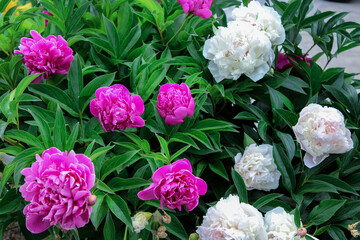Obraz premium pink and white roses peony