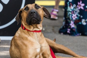 Large tan dog portrait with a red collar lies on the ground next to people standing nearby. Pet...