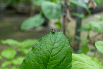 Fresh Green Spinach Leaf Texture Growing in Garden Pot