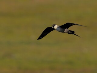 Falkenraubmöwe auf Insektenjagd