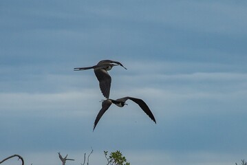 Frigate birds flying over the mangrove
