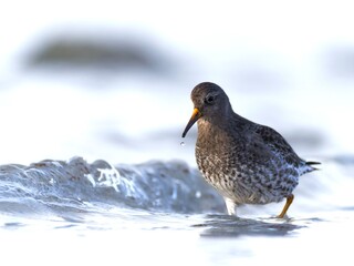 Meerstrandläufer bei der Futtersuche
