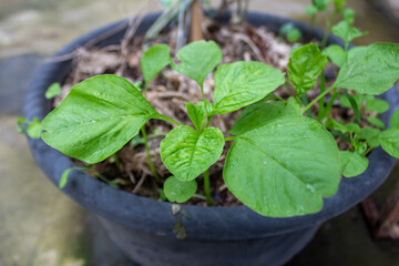 Fresh Green Spinach Leaf Texture Growing in Garden Pot