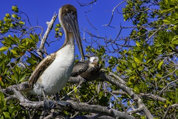 Pelicans resting on a mangrove tree - Powered by Adobe