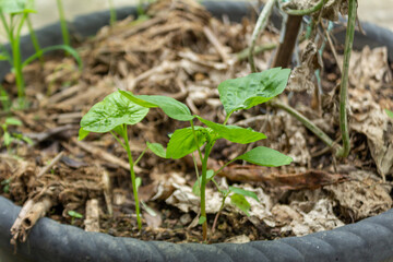 Fresh Green Spinach Leaf Texture Growing in Garden Pot
