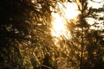Coucher de soleil à travers la forêt