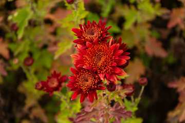Beautiful red Chrysanthemums flowers blooming in garden