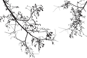 Natural tree branches silhouette on a white background (Vector illustration). Natural branch on a white. 