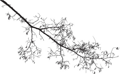Natural tree branches silhouette on a white background (Vector illustration). Natural branch on a white. 