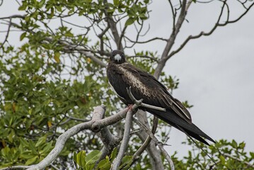 Frigate bird resting on a red mangrove tree