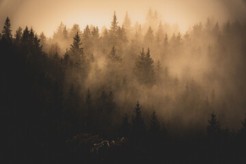 foggy forest