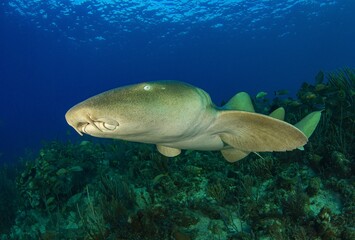 Nurse Shark