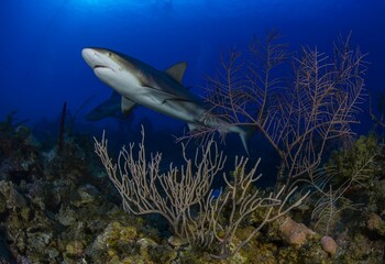 Caribbean reef shark behind gorgonians © Maydel