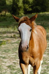 Obraz premium Bald face colt foal horse closeup in Texas ranch field for animal portrait.