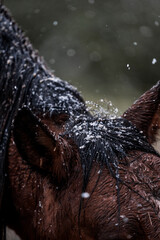 horse cold weather snow winter wet pretty pony 