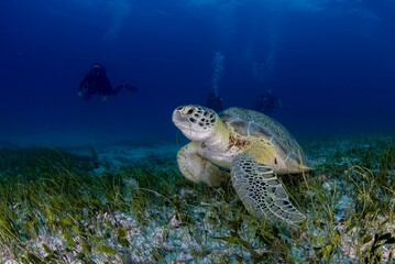 Turtle on the seagrass 