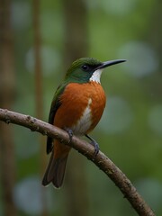 Chestnut-breasted coronet perched in a green forest.
