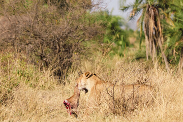 Lioness with its kill in the savannah