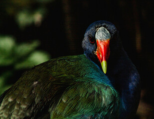 Idílica ave con una mirada cautivadora
