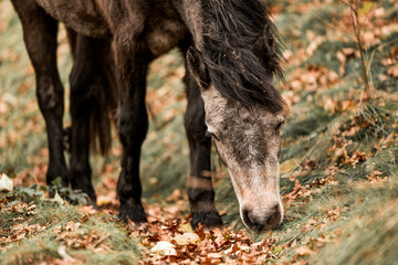 Fototapeta premium Cute little pony living in nature area 